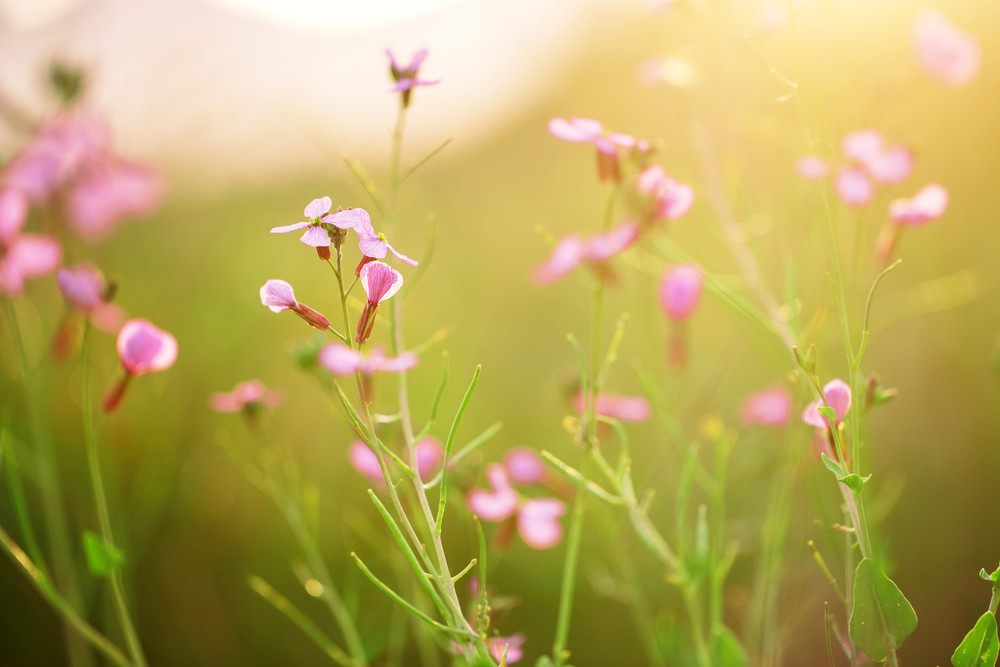 soft beautiful meadow wild pink flowers on natural green grass background in field. Outdoor fresh summer photo with warm colors