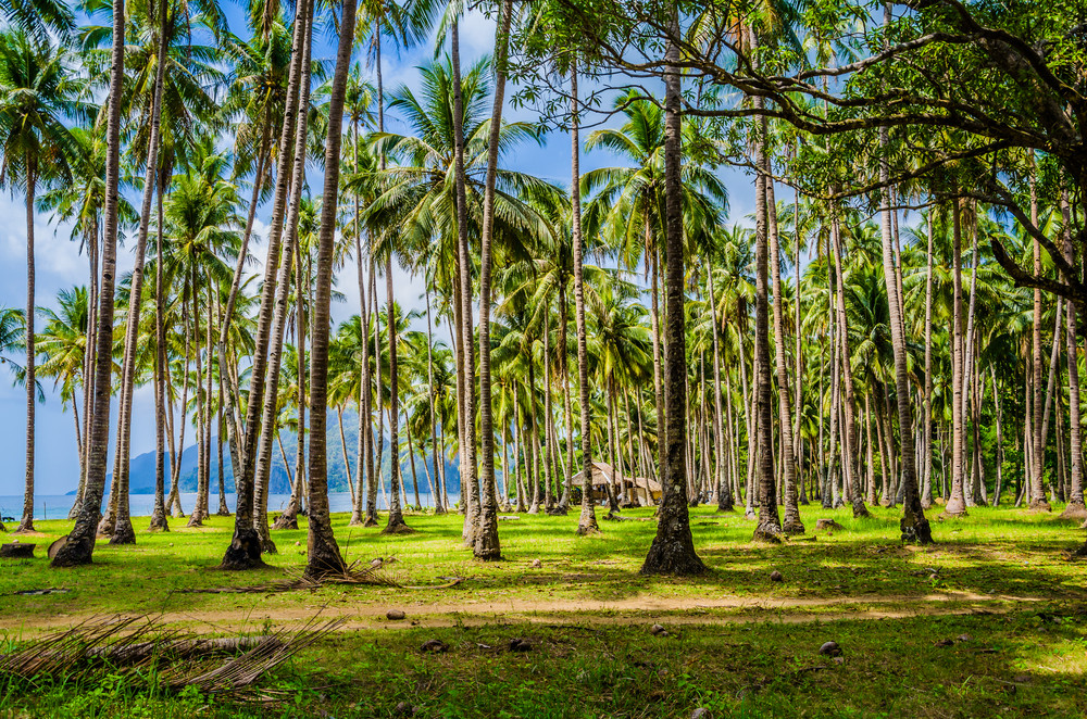 Palm trees near Corong Beach, El Nido, Palawan, Philippines Royalty-Free Stock Image - Storyblocks