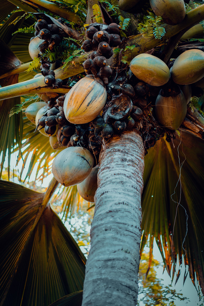 Close up of the famous Coco de Mer coconut palm tree in the botanical garden of Mahe, Seychelles