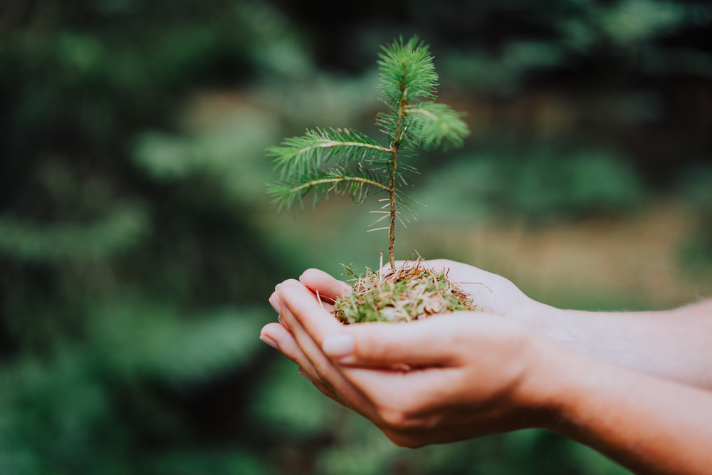 Female hand holding sprout wilde pine tree in nature green forest. Earth Day save environment concept. Growing seedling forester planting