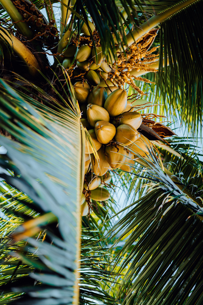 Fresh ripe coconut on the tree, coconut cluster on coconut tree. Palm tree branches