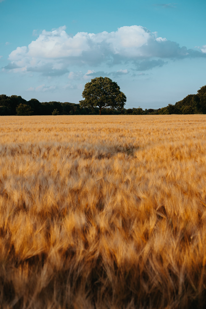 Gold Wheat flied with oak tree in the middle and blue sky with white clouds at sunset light, rural countryside