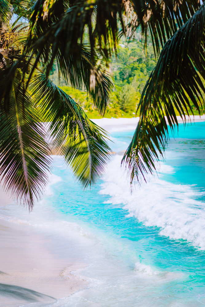 Palm tree leaves on beautiful tropical paradise Anse intendance beach. Ocean wave roll on sandy beach with coconut palm trees. Mahe, Seychelles