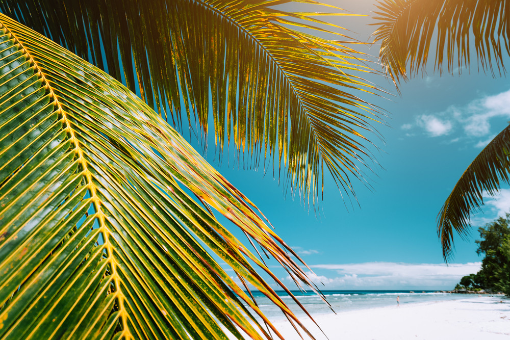 Palm tree leaves on tropical paradise beach Anse Cocos, La Digue, Seychelles