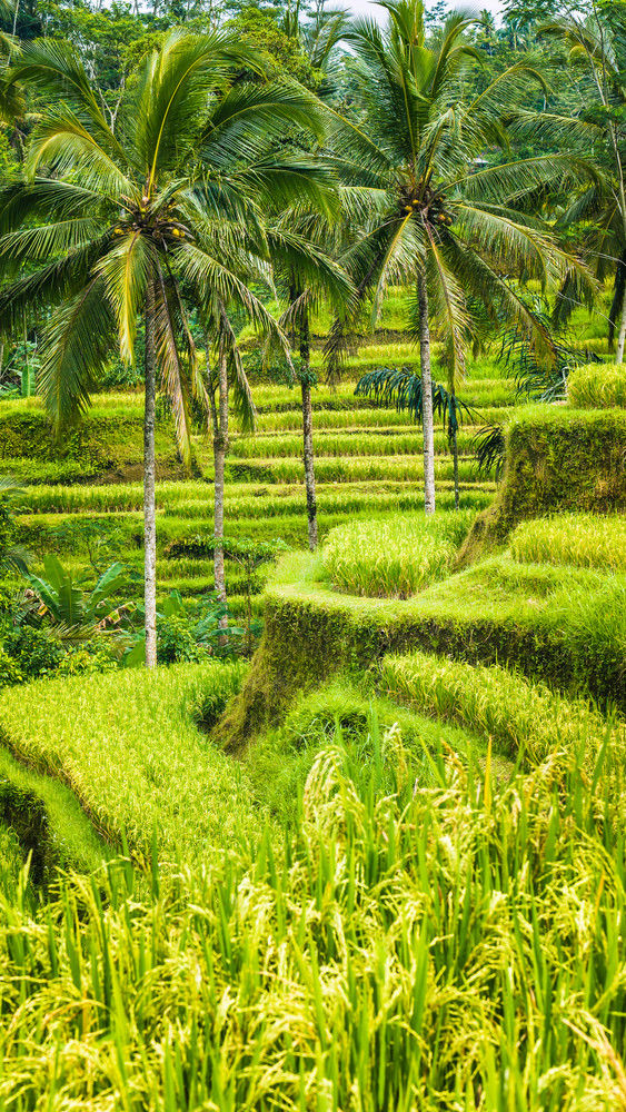 Palm Trees In Amazing Tegalalang Rice Terrace Fields Ubud