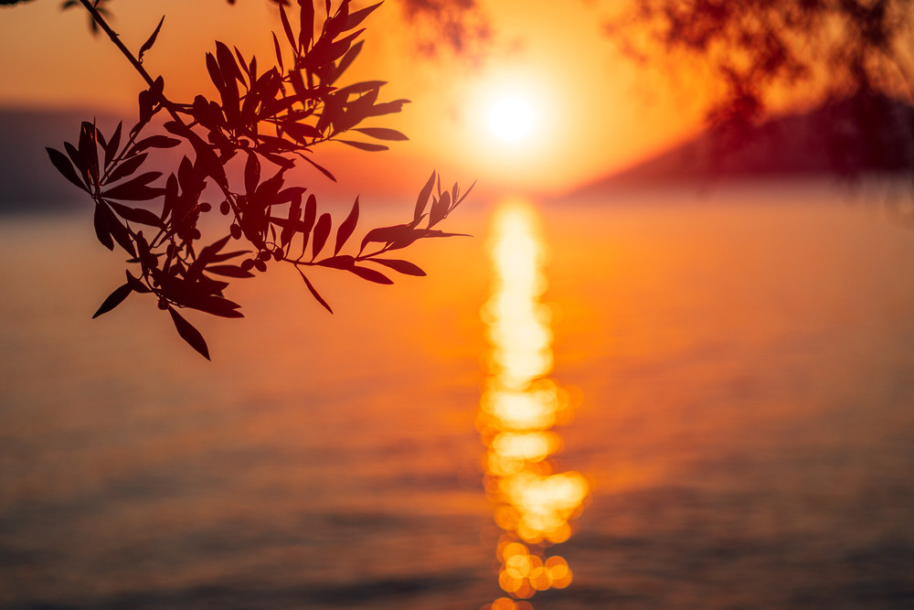 Silhouette olive tree branch in morning warm sunrise light. Sun shape above Mediterranean sea. Sun ray reflection bokeh beams on rippled water surface in early hours