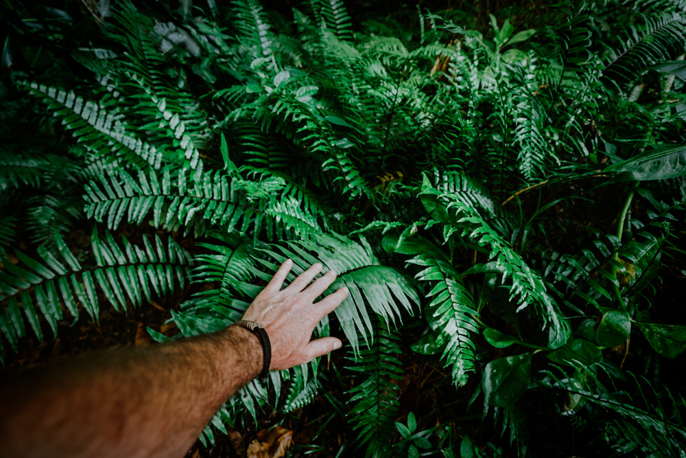 The man's hand touches green fern leaves. Adventure, discovery, exploring, ecology and environmental protection concept