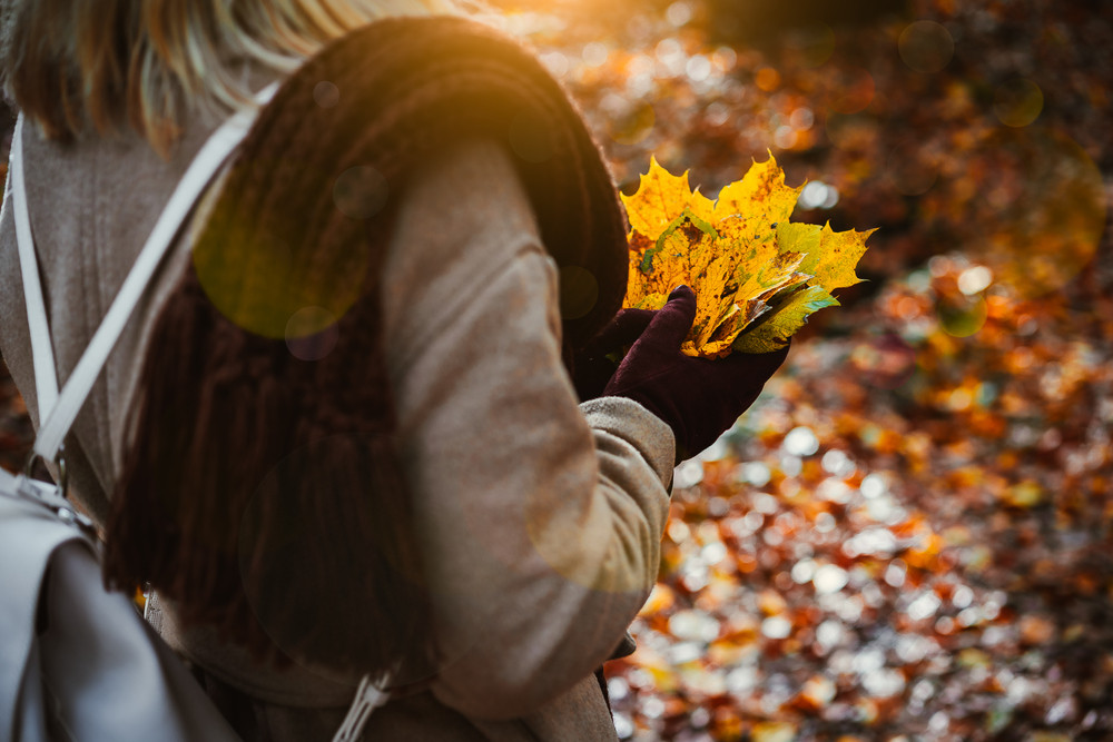 Women holding bouquet of yellow autumn maple leaves in her gloved hands. Ground covered with orange leaves lightend by warm evening backlit sun light