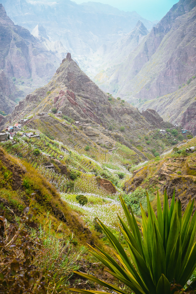 Yucca plants and sugar cane on trekking path way towards mountain peak of Xo-xo valley. Santo Antao island, Cape Verde