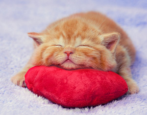 cat hugging pillow