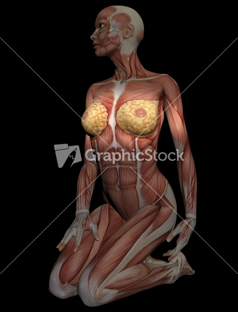 3d Model Of Muscles Of Female Torso For Study Stock Images Page Everypixel