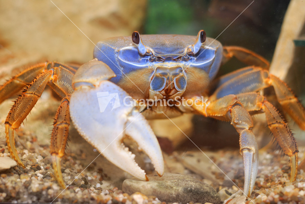 Rainbow crab