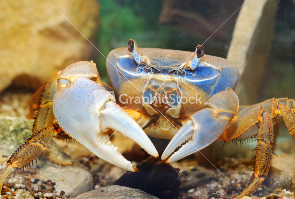 Rainbow crab Cardisoma armatum closeup in an aquarium