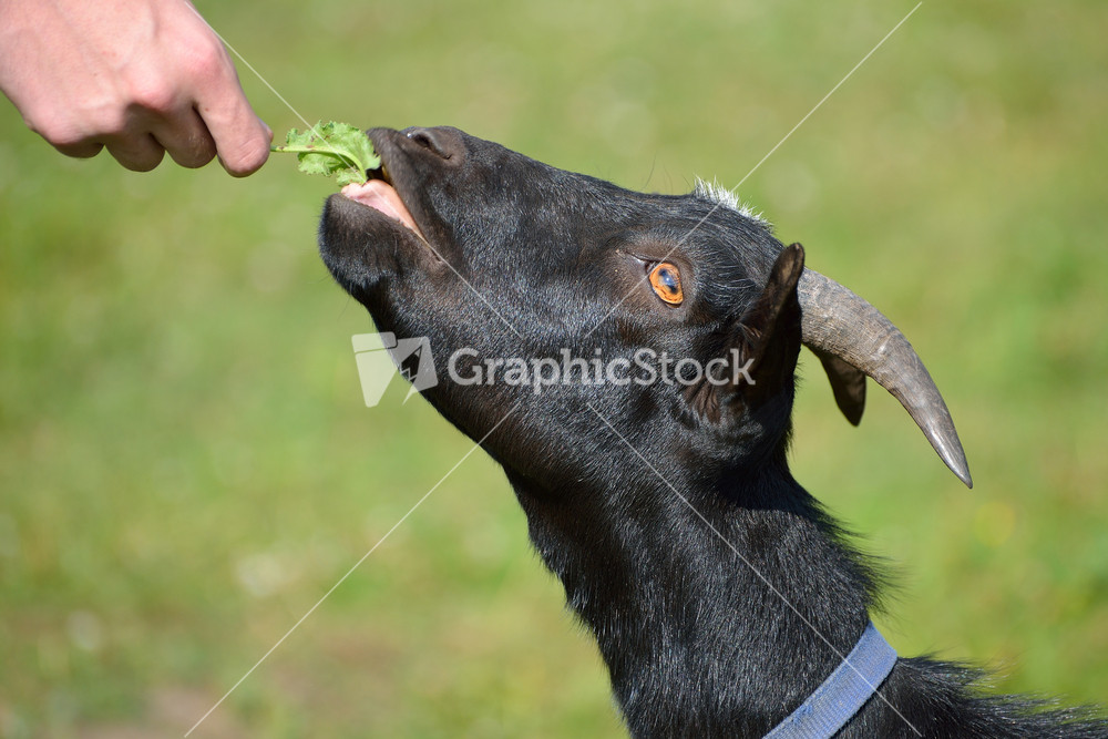 Black goat eating a herb given to it by a hand