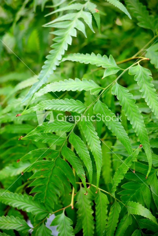 Green Tropical Plants Close-up