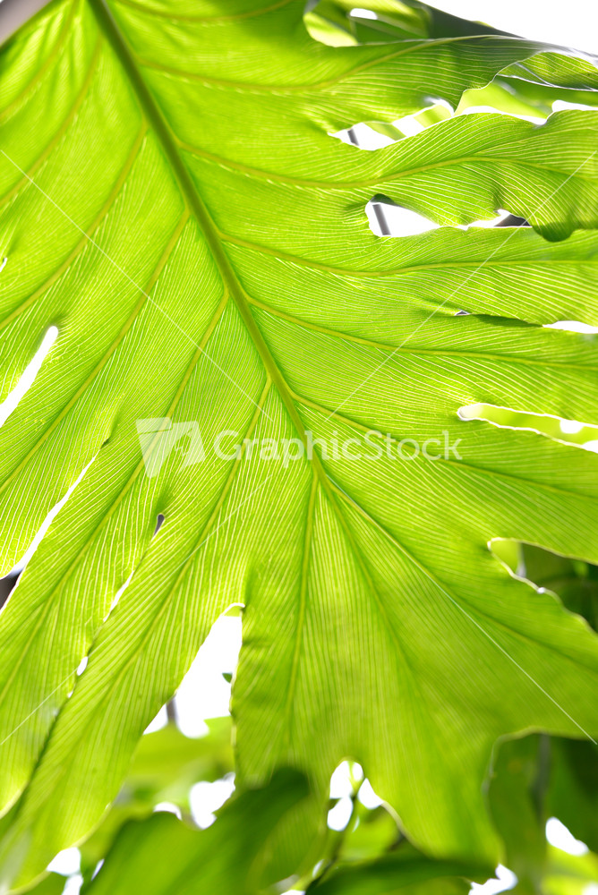 Green Tropical Plants Close-up