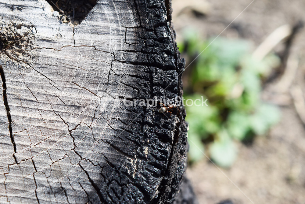 Ant running through the charred stump Restoring life in the forest after a fire