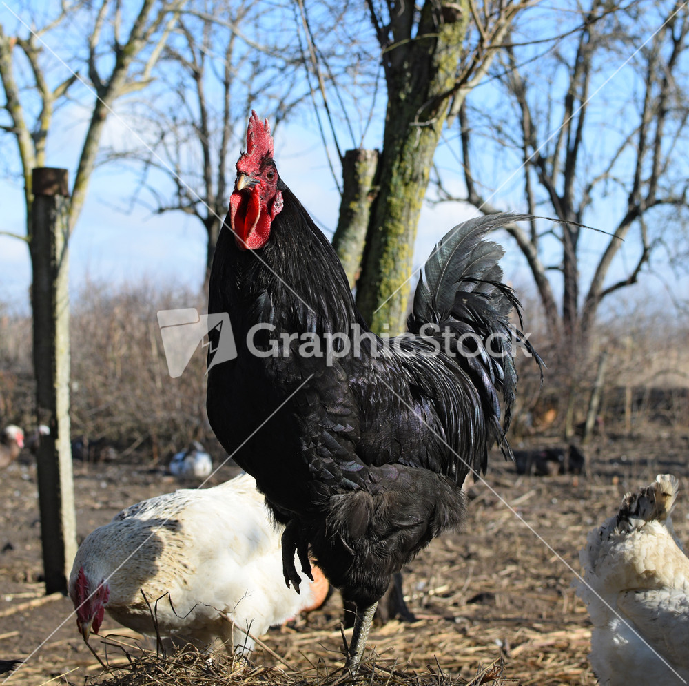 Black young cock Content in backyard chicken farm