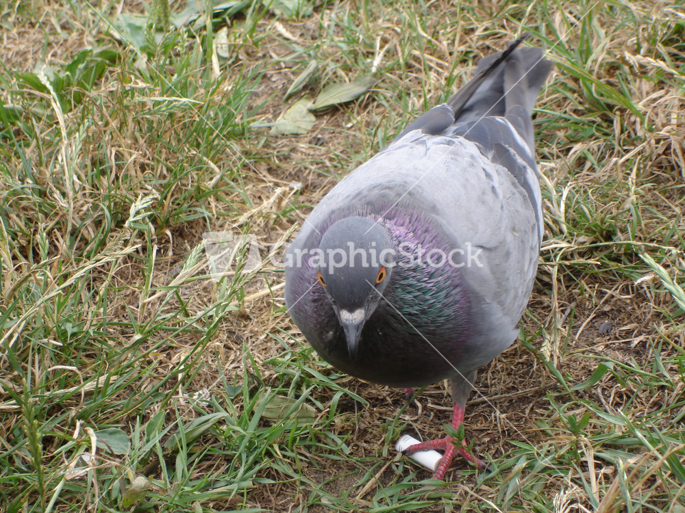 Common blue-gray doves in the city Bird