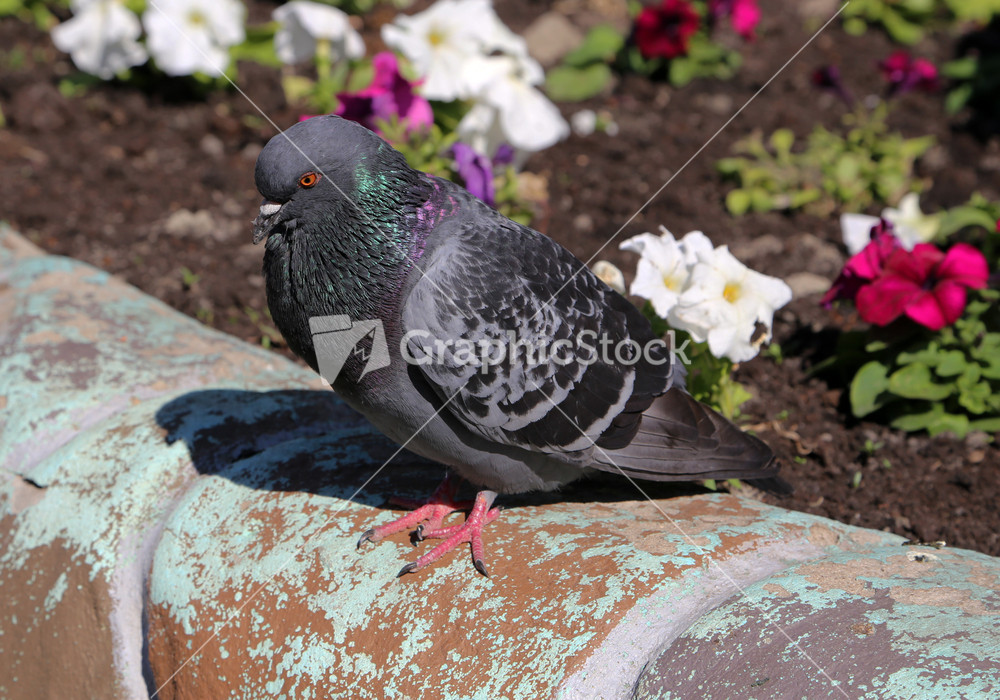 Common blue-gray doves in the city Bird