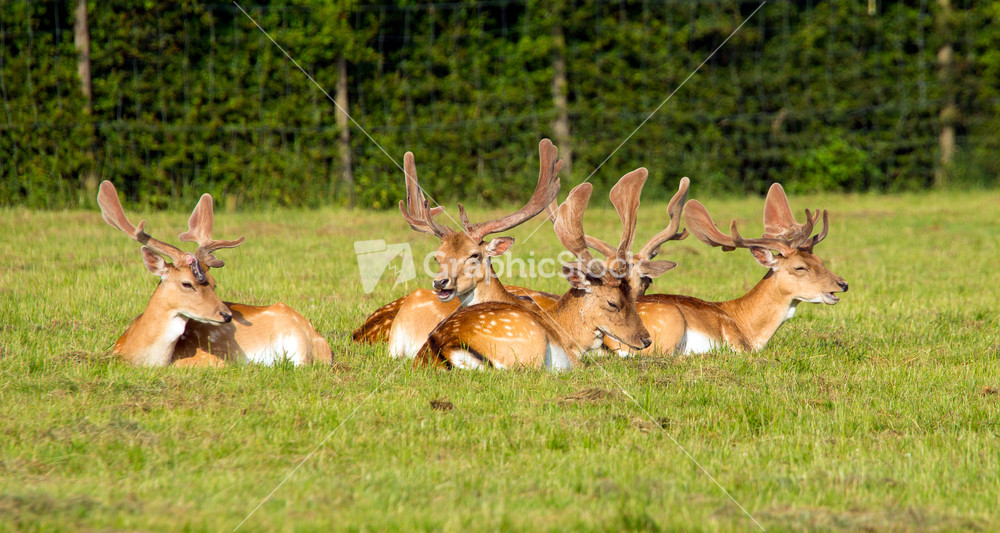 Herd of red deer lying down in a field the New Forest Hampshire England