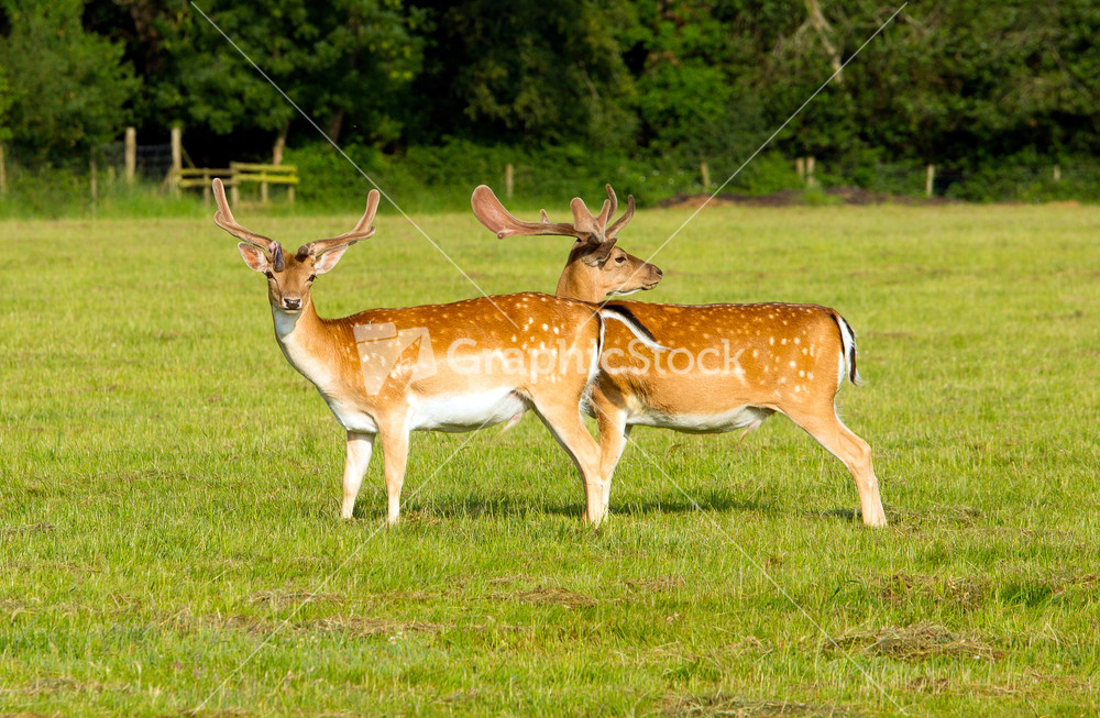 Deer in the New Forest Hampshire England uk