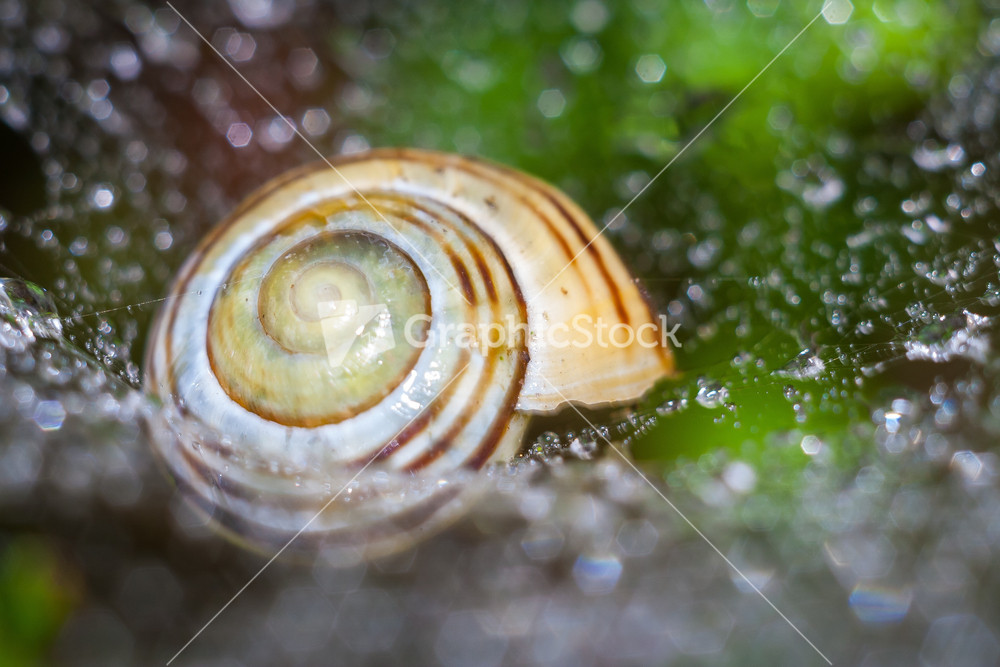 Snail in close up