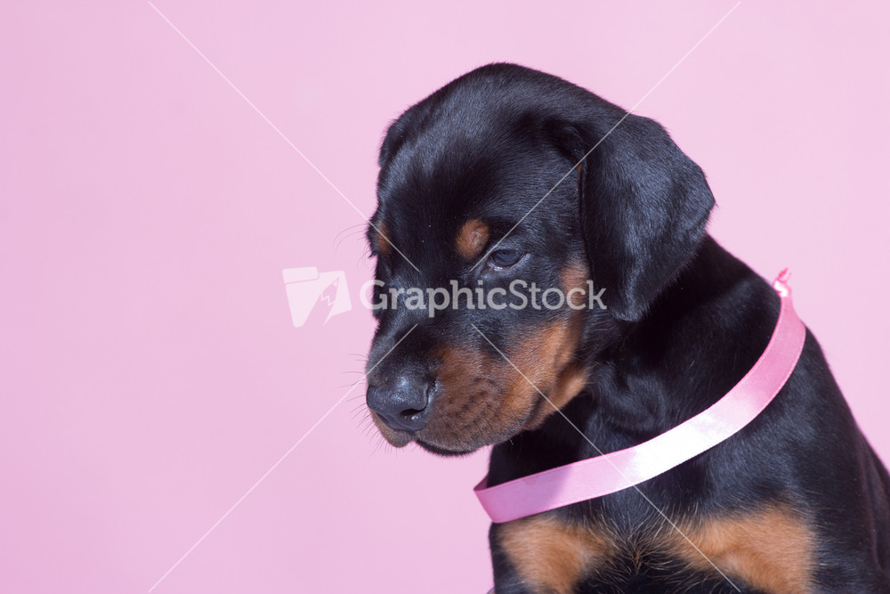 Portrait of Puppy with pink belt on pink background