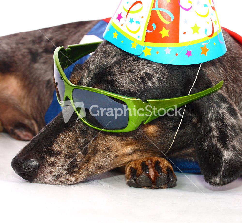 A Dog\'s Life Having Fun At A Party