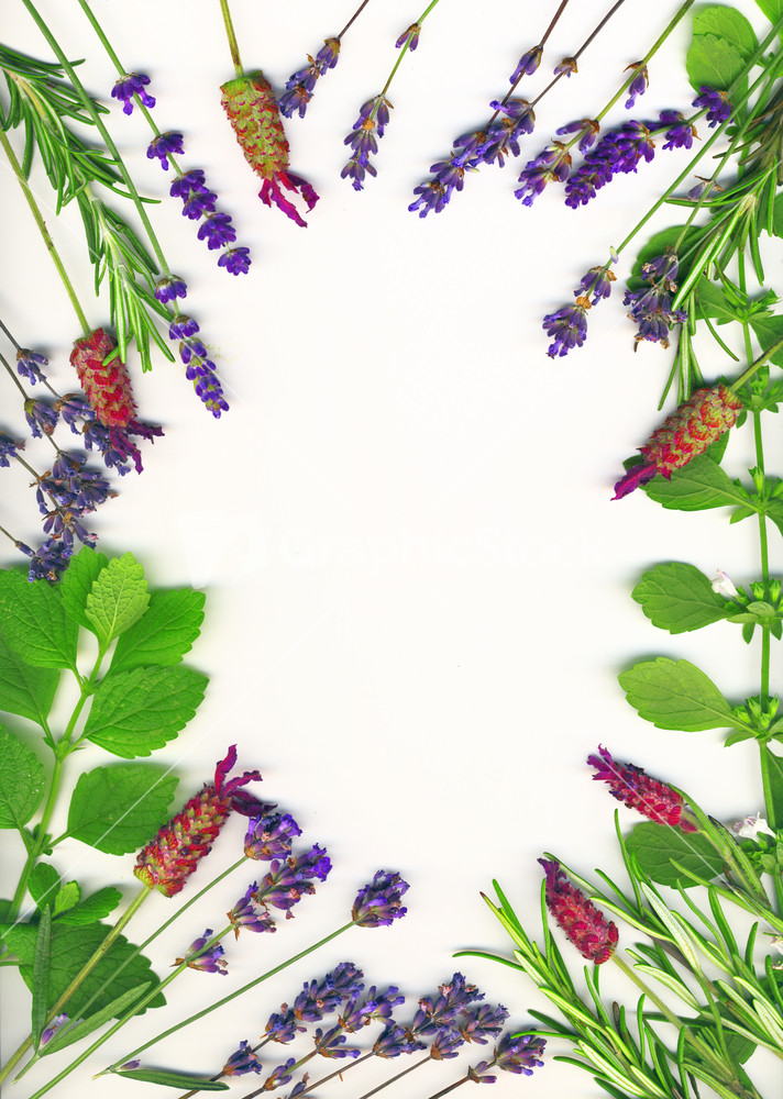A Frame Made Of Healing Herbs (lavender And Rosemary) On A White Background Isolated