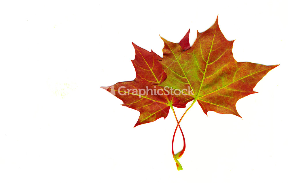 Autumn Maple Leaf Isolated On White Background With Clipping Path Included