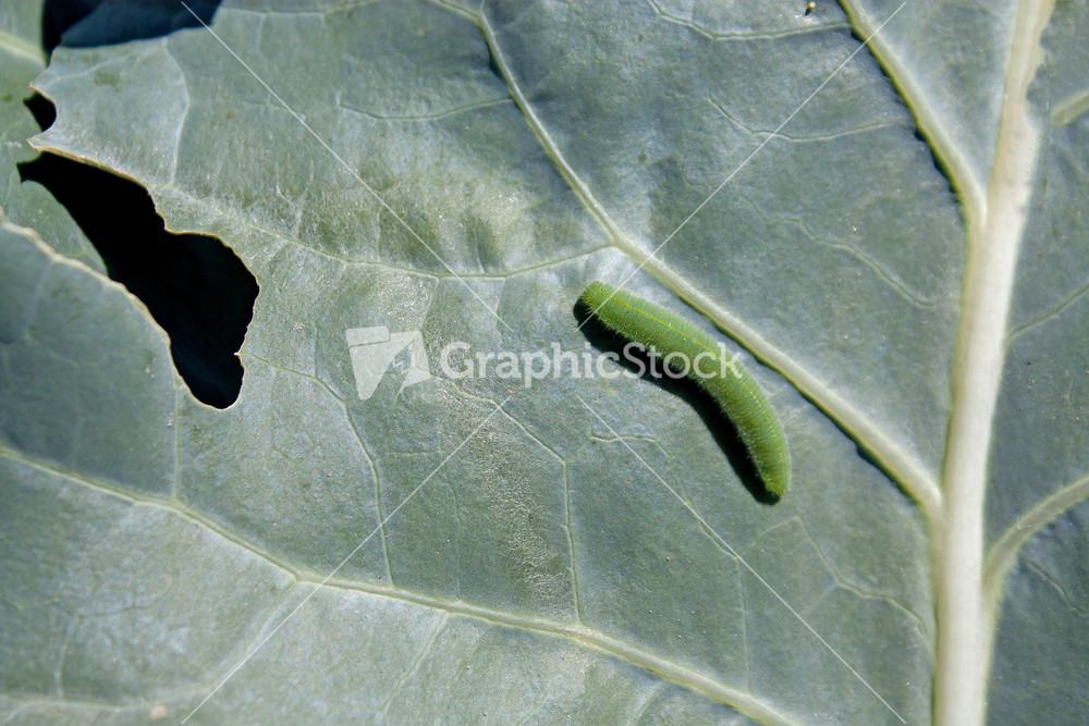 Cabbage Worm