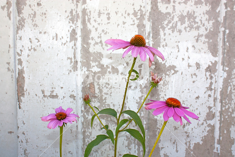 Cone Flowers And Barn Wood