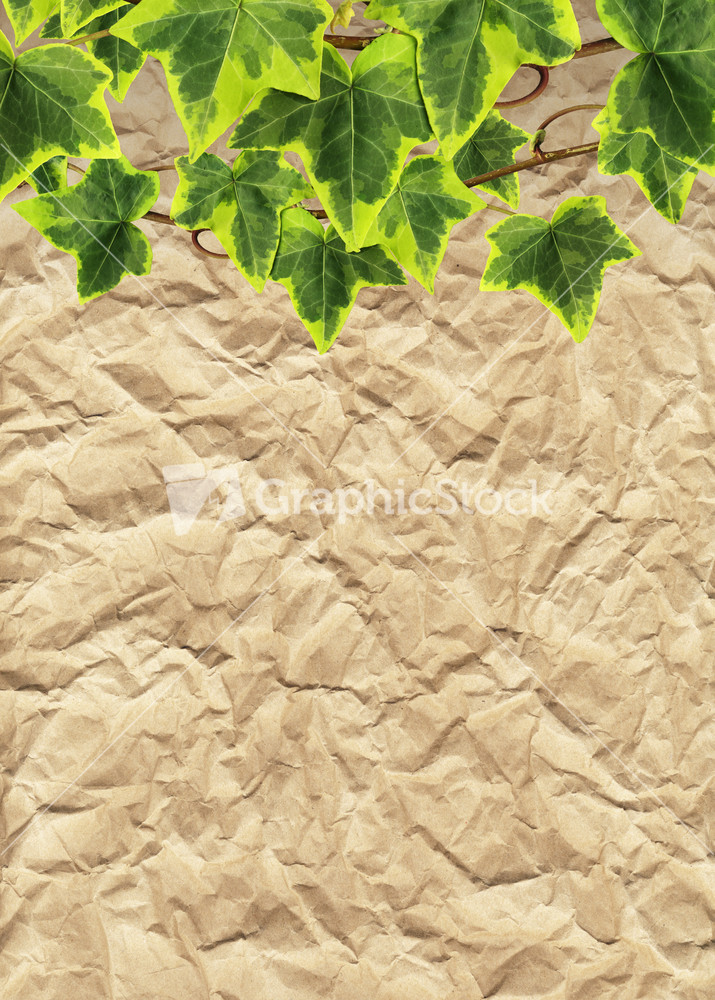 Crumpled Paper And Border Made Of Green Ivy (leaves With Clipping Path)