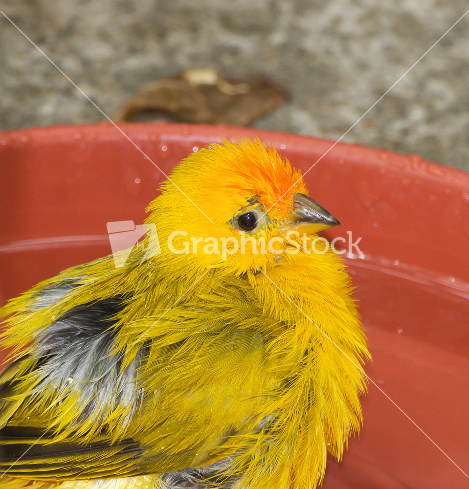 Cute Saffron Finch Bird