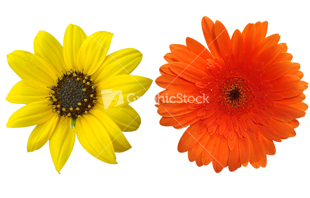 Daisy Flowers Isolated On White
