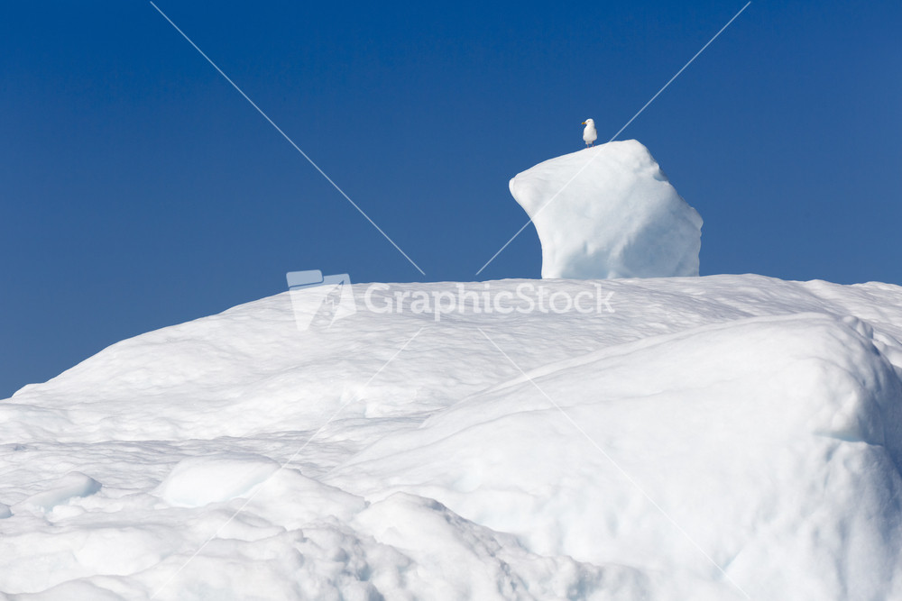 White bird perched on an iceberg against a blue sky