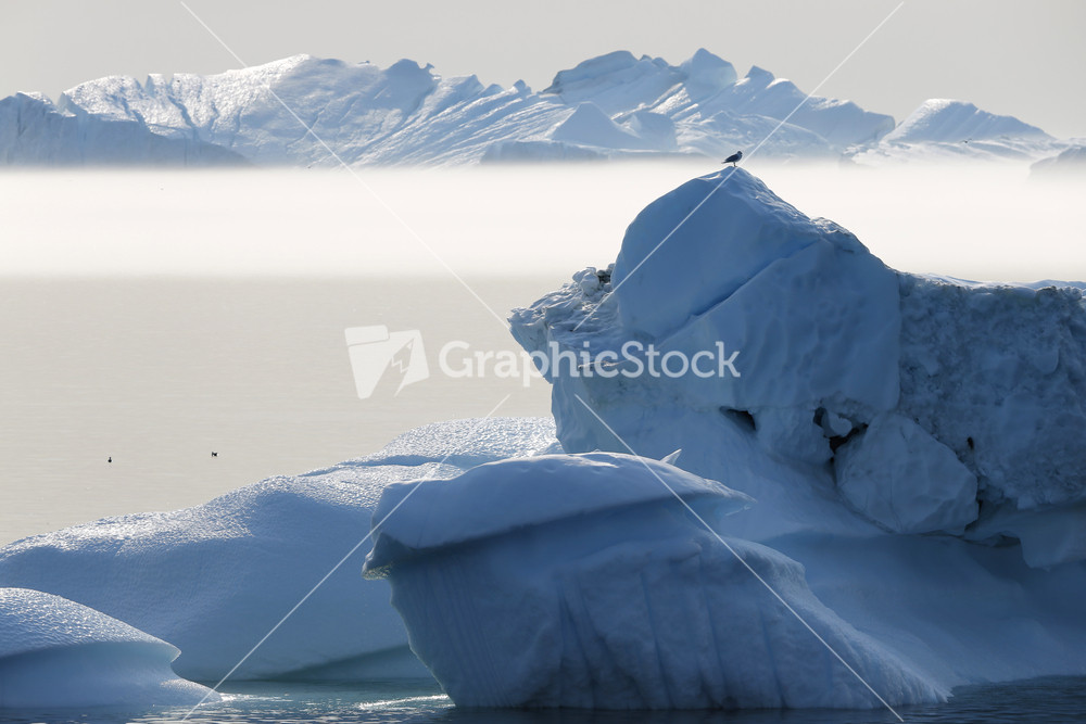 Bird perched on a sunlit iceberg with fog in the background
