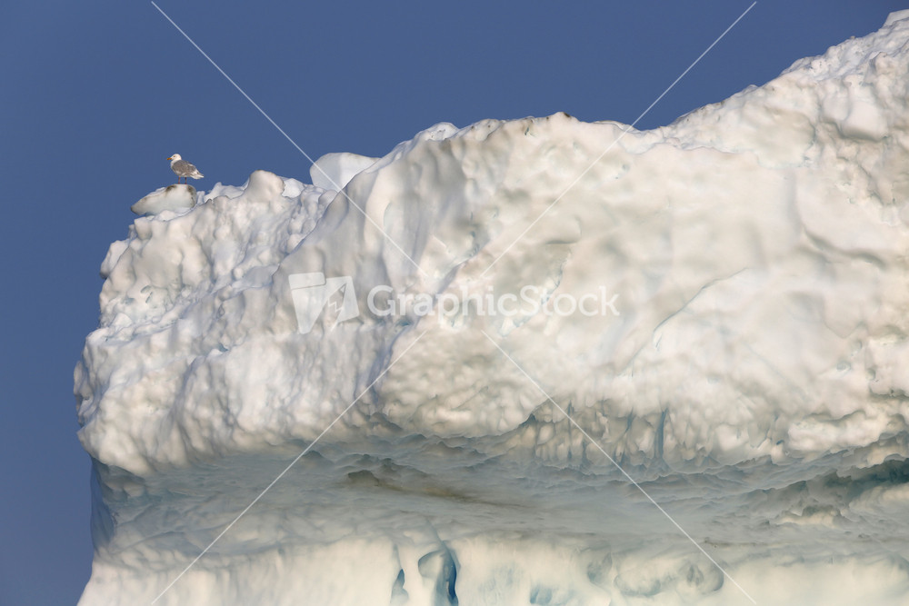 Bird perched on a sunlit iceberg