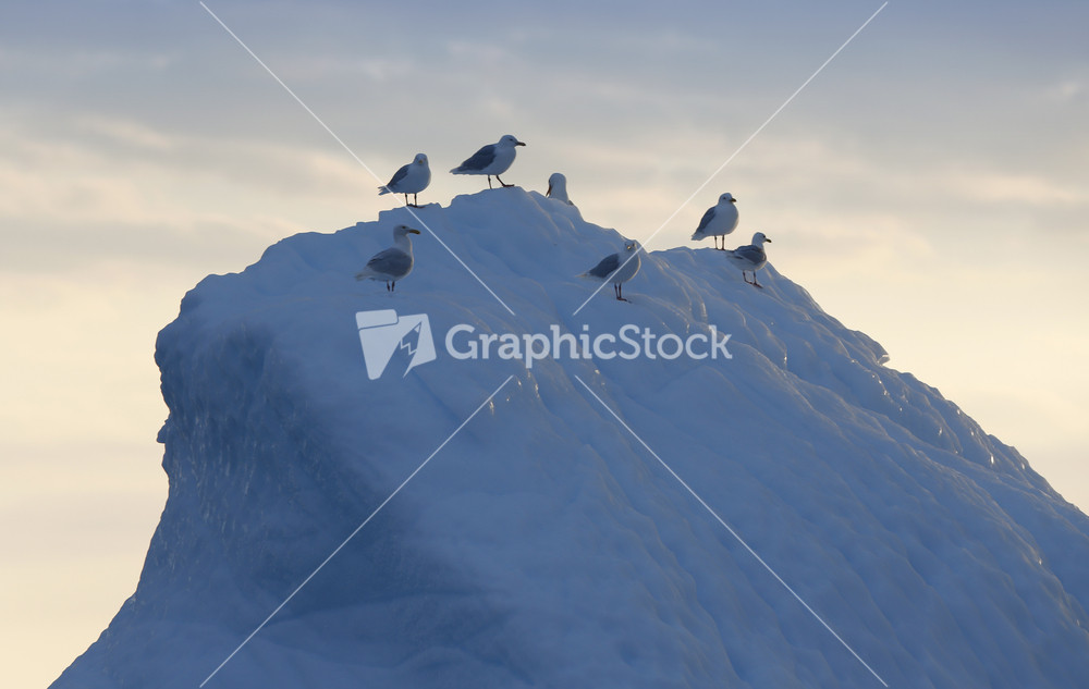 Flock of birds perched on an iceberg at dusk