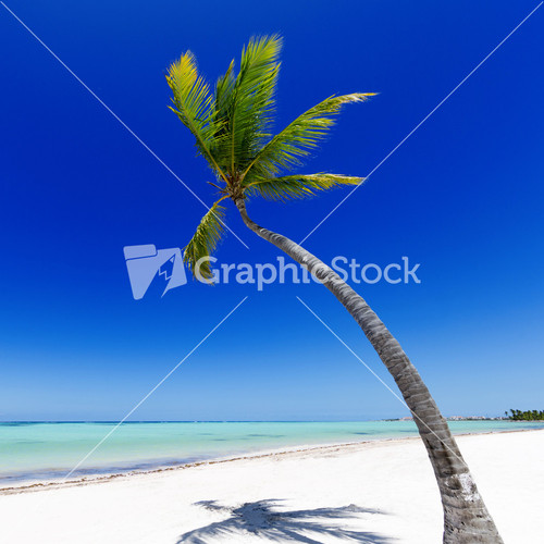 Palm Trees Royalty-Free Vectors, Illustrations and Photos