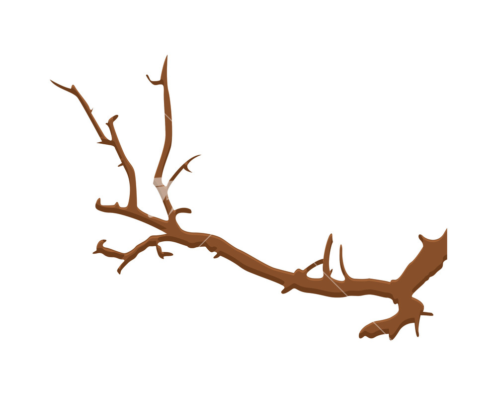 dry-tree-branch-stock-image