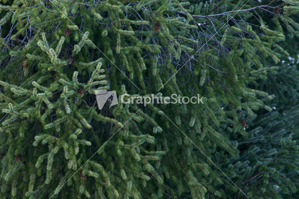 Evergreen stock options