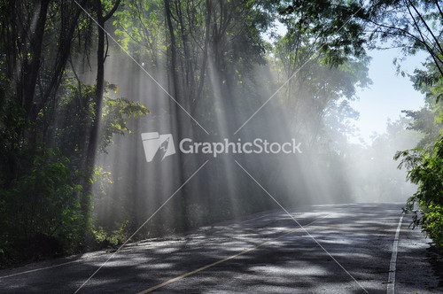 Forest Road. Landscape.