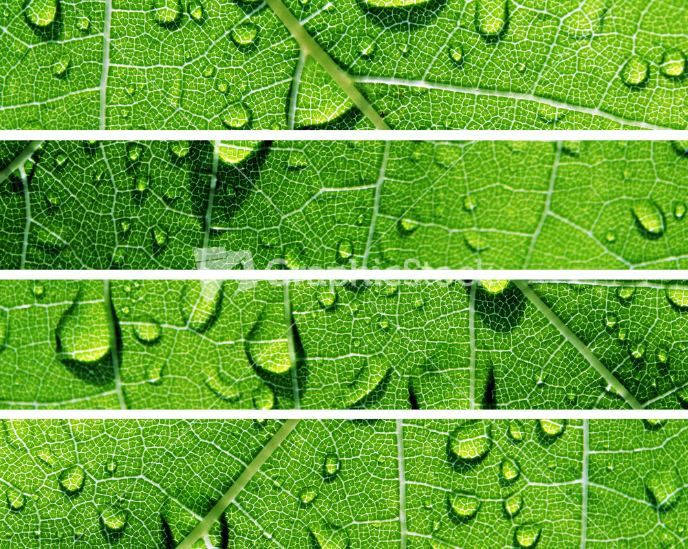 Green Banners Of Natural Water Drops
