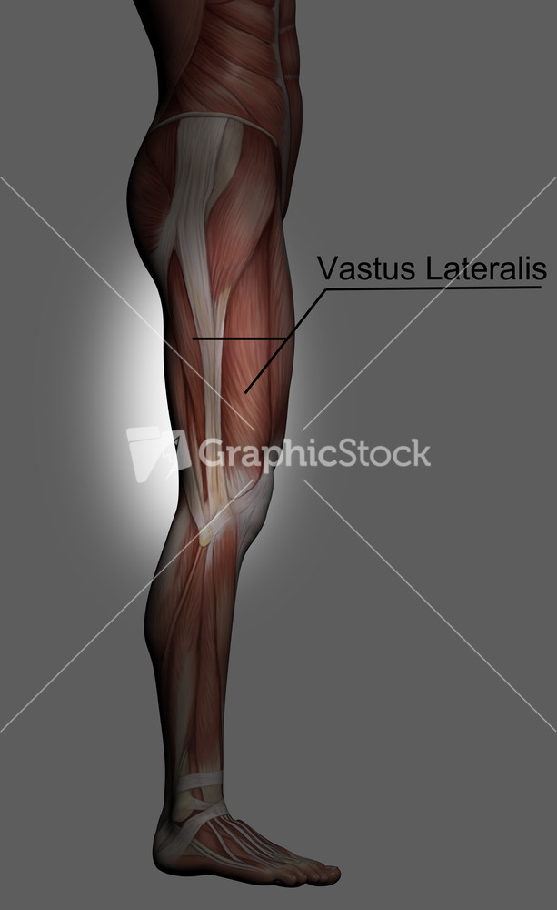 Human Anatomy Male Muscles