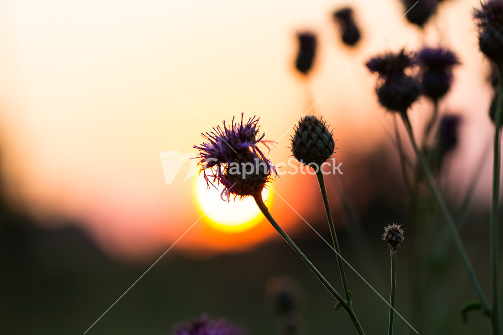 Silhouette of thistle flowers on sunset sky