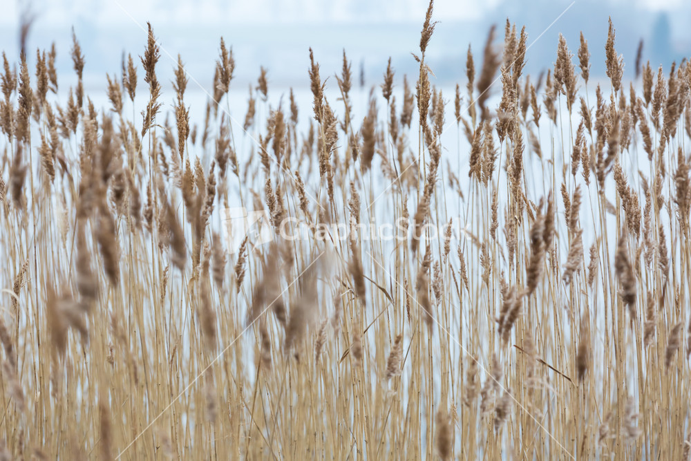 Dry reeds near lake in wintertime. Close up of withered plants.