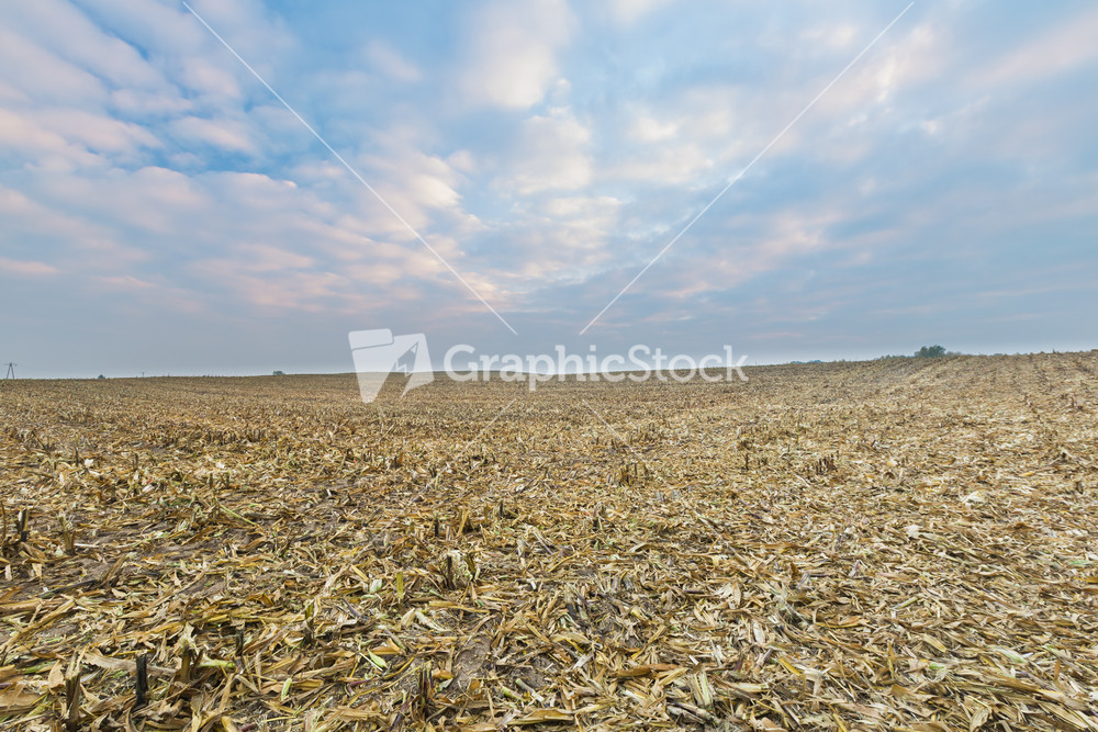 Stubble field after corn. Agricultural landscape in late autumn or winter. Sad landscape under evening sky with clouds.