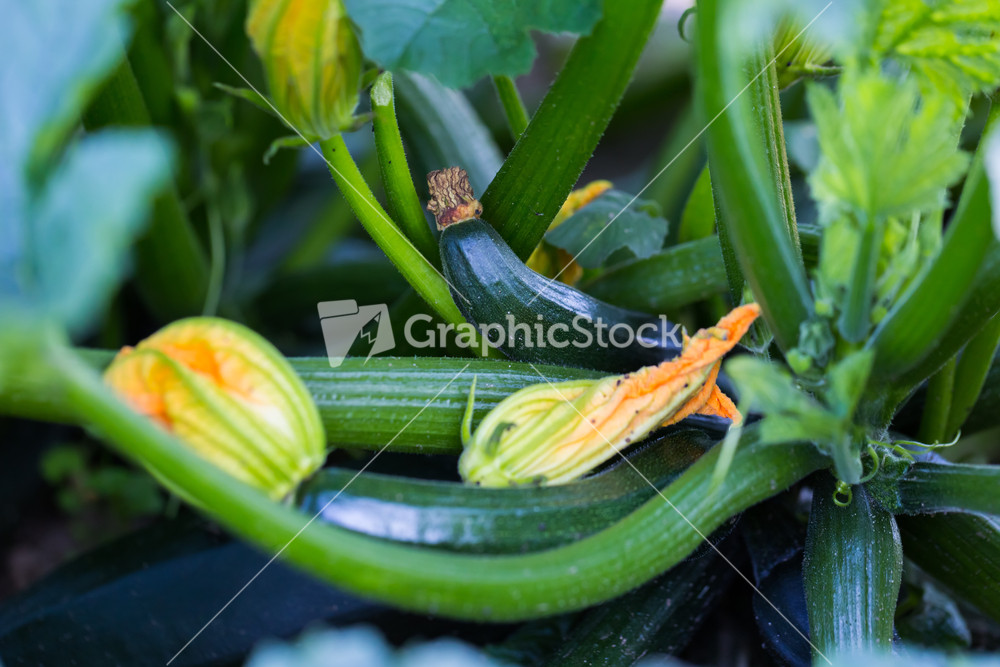 Young courgette growing in ecological garden. Beautiful young edible